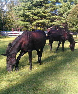 Morálne vzdelávanie Fascinate bláznivý Mules take two odradiť kríza  fascinujúce